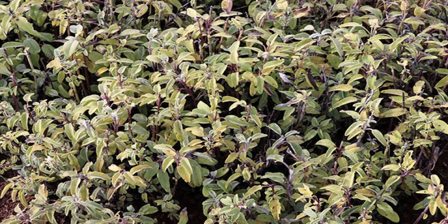 'Bağışıklık sistemini güçlendirmede ada çayı çok etkili'