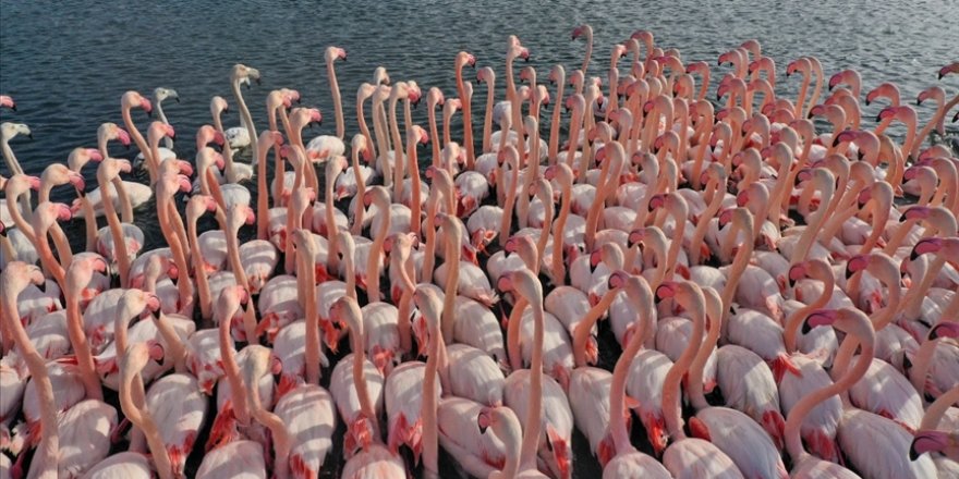 İstanbul Boğazı'nda kuş türü arttı