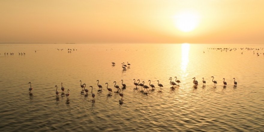 Akyatan Lagünü, hem flamingoları hem de fotoğrafseverleri ağırlıyor