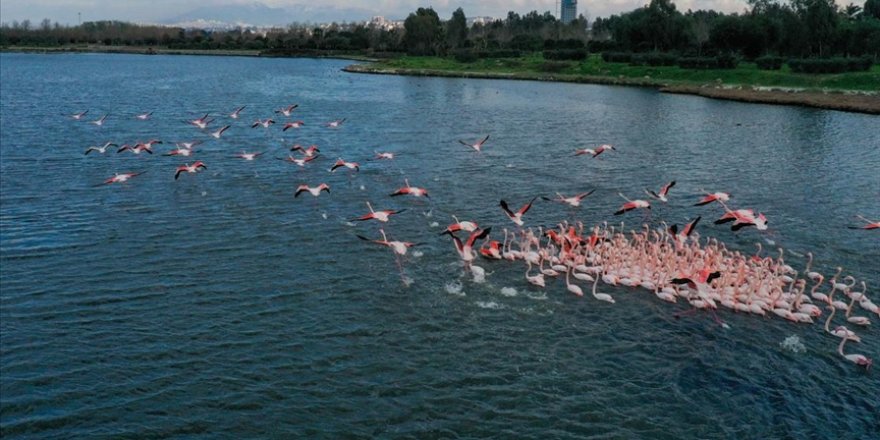 Gediz Deltası'nda kış kuşları kayıt altına alınıyor