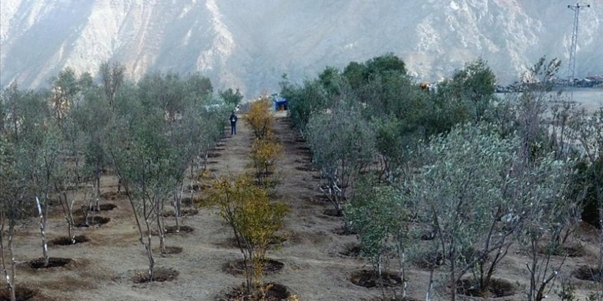 Yusufeli yeni yerleşim yerine taşınan 15 bin ağaç 111 dekar alana dikildi