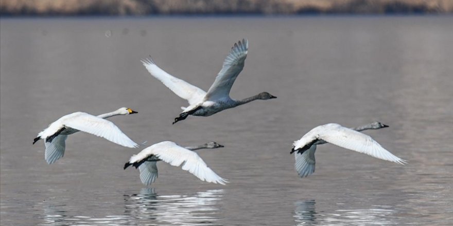 Van Gölü, Sibirya'dan gelen ötücü kuğuları ağırlamaya başladı