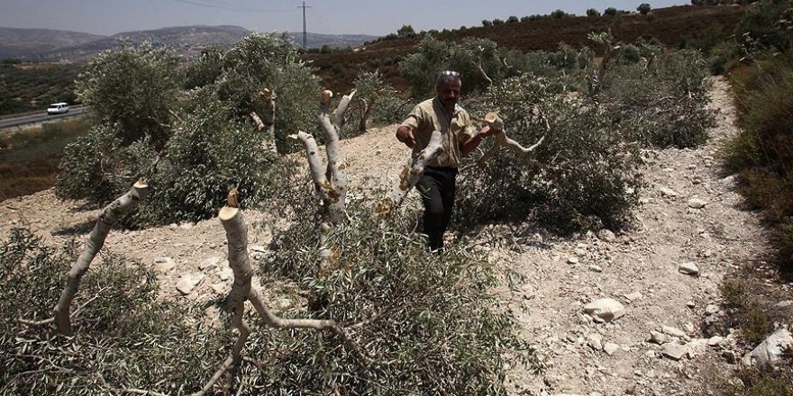 Yahudi yerleşimciler Filistinlilere ait 100 zeytin fidanını söktü