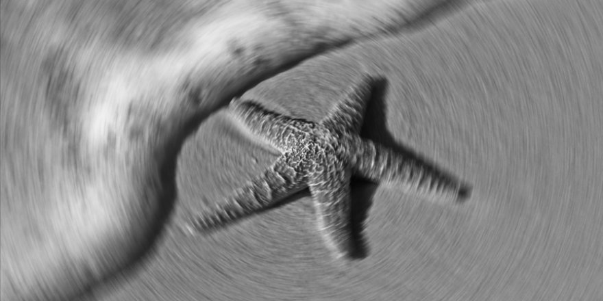 Fas'ta 480 milyon yıllık denizyıldızı fosili keşfedildi