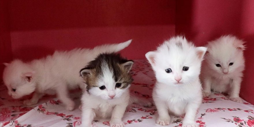 Evcil hayvanlara çip zorunluluğu