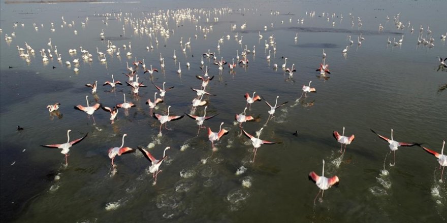 Türkülere konu olan allı turnalar Çukurova Deltası'nı 'renklendirdi'
