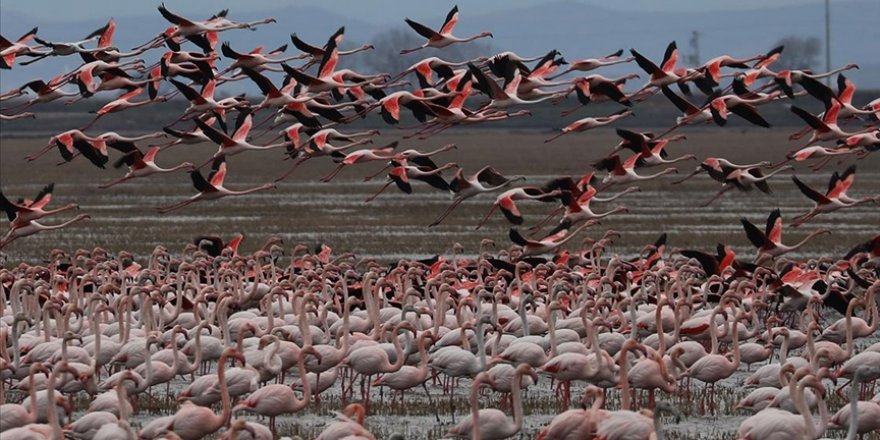 Gala Gölü'nün 'pembe tüylü misafirleri' izleyenleri hayran bırakıyor