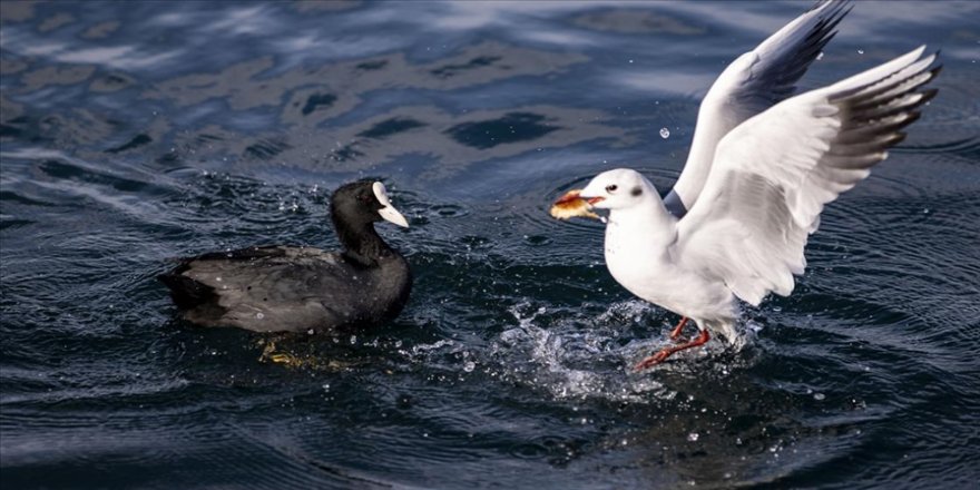 İstanbul'un 'kış misafiri' sakarmekeler Boğaz'da görülmeye başlandı
