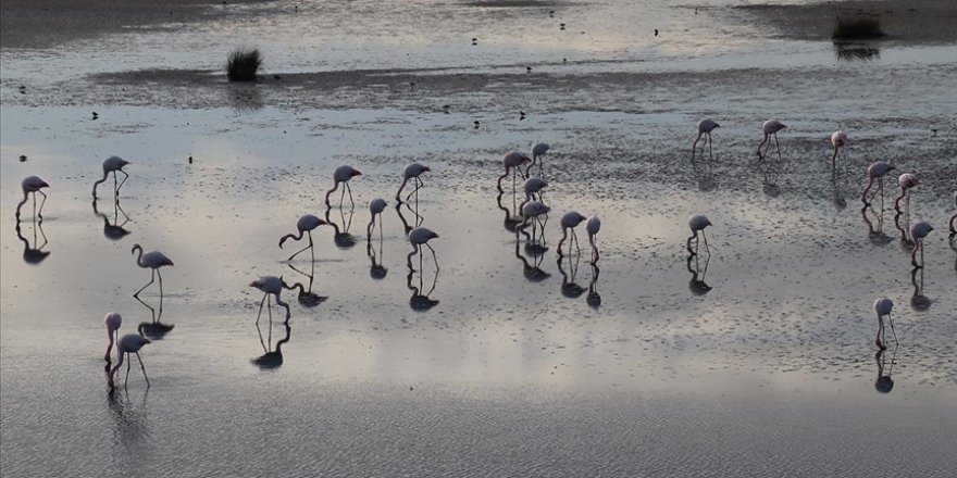Hersek Lagünü yılın her döneminde göçmen kuşları ağırlıyor