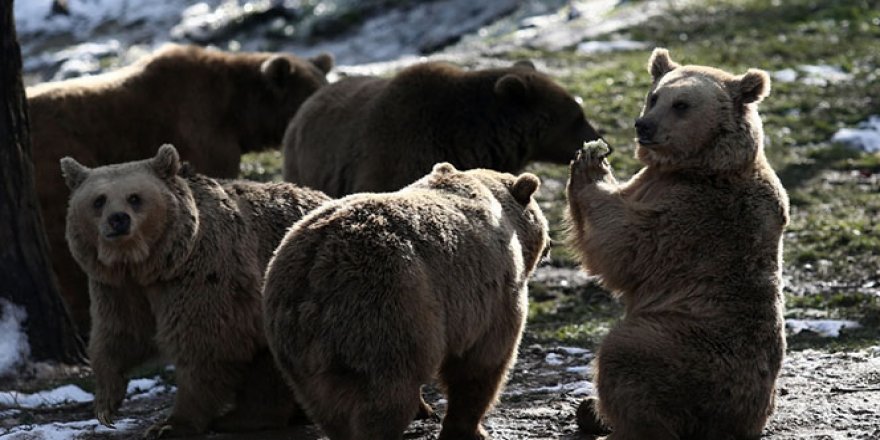 Kış geldi, ayıların yine uykusu gelmedi