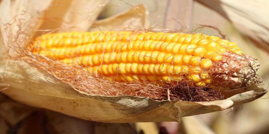 Bakanlıktan GDO'lu 2 soya ve bir mısır çeşidine onay