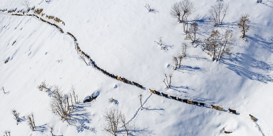 Karlı yamaçlarda yayladan dönen keçi sürüsü