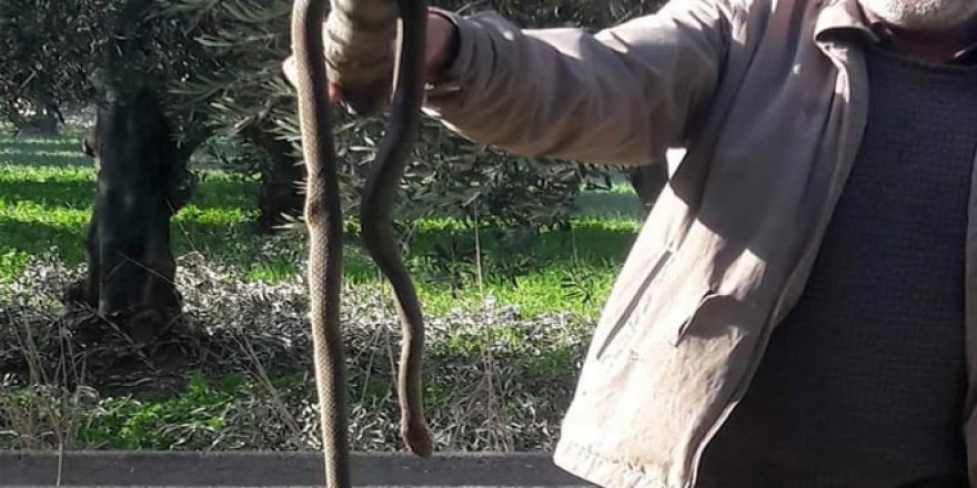 Kış ayında ortaya çıkan yılan korkuttu