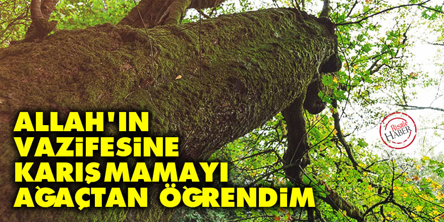 Allah'ın vazifesine karışmamayı ağaçtan öğrendim