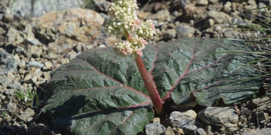 Bilim dünyası yeni bitki türü keşfetti