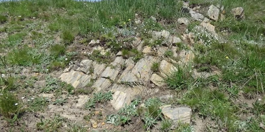 Gümüşhane’de dinozorların yaşadığı Jura dönemine ait fosiller bulundu