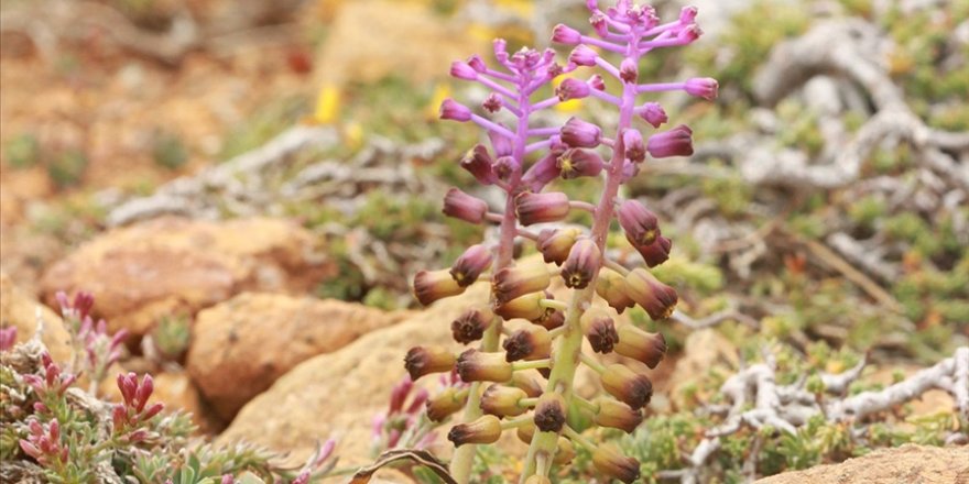 Muğla'da yeni bir sümbül türü keşfedildi