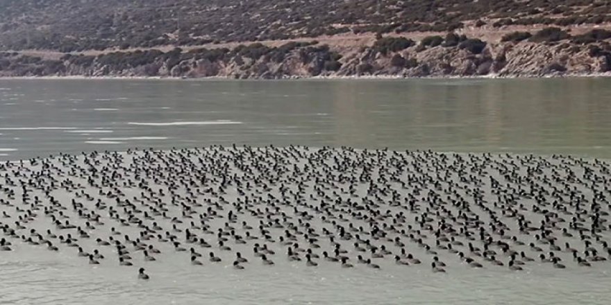 Batı Akdeniz'deki sulak alanlar hayran bıraktı