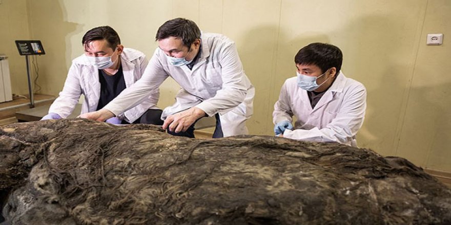 Sibirya’da 40 bin yıldır buzulda bulunan gergedan keşfedildi