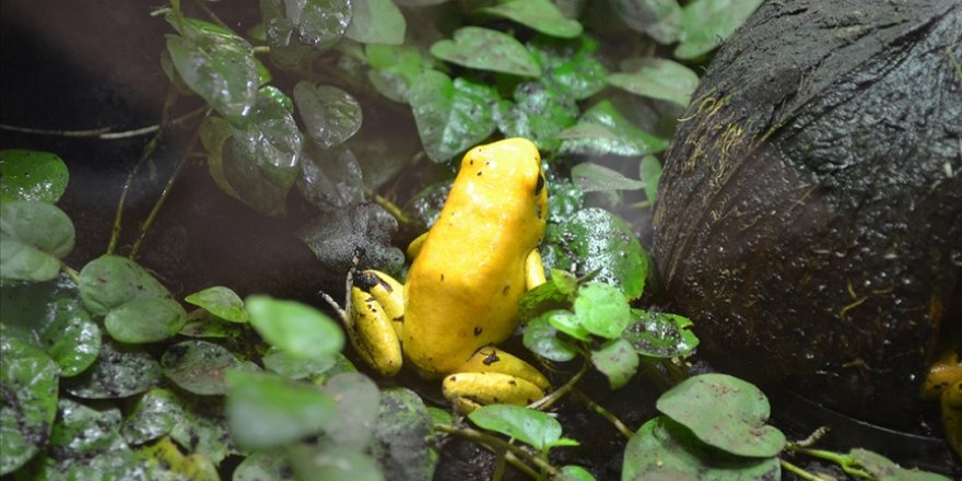 İklim değişikliği canlı türlerini tehdit ediyor
