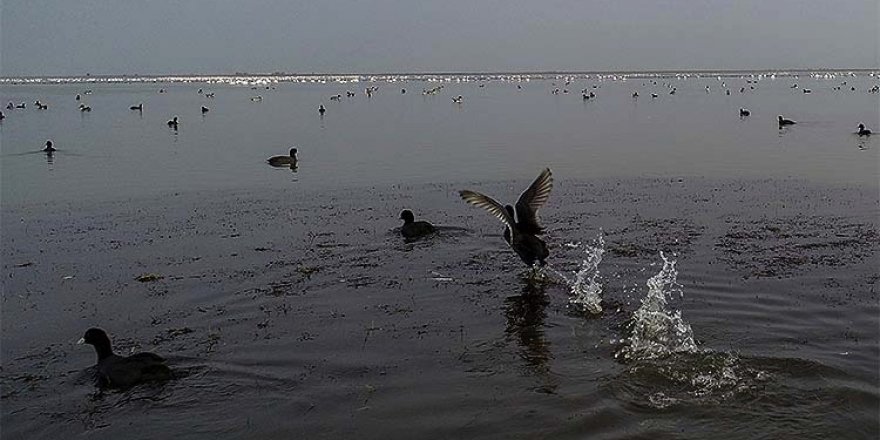 Göçmen kuşların uğrak durağı Çukurova Deltası misafirleriyle 'cıvıl cıvıl' oldu