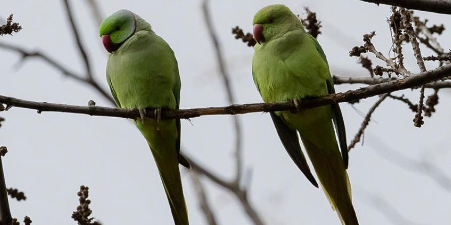 Ankara’nın sevimli misafirleri: Yeşil papağanlar