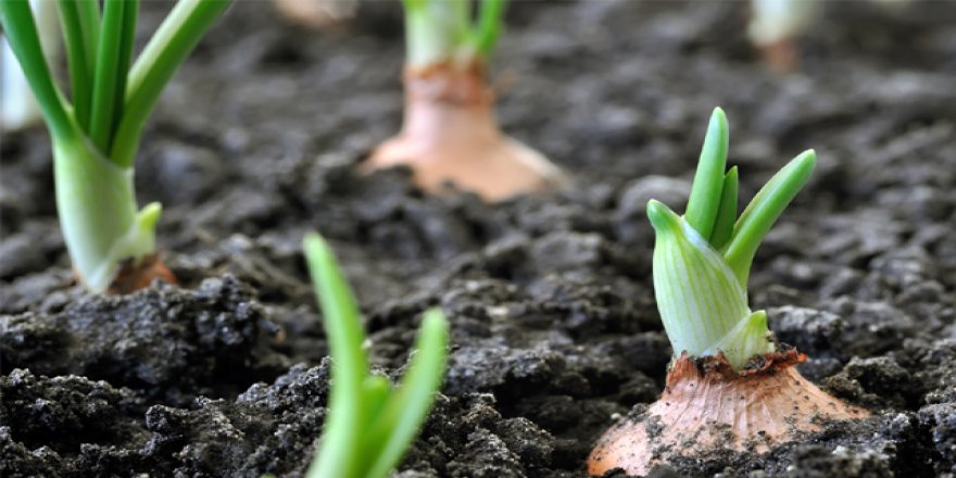 Organik tarım yüzde 46 arttı