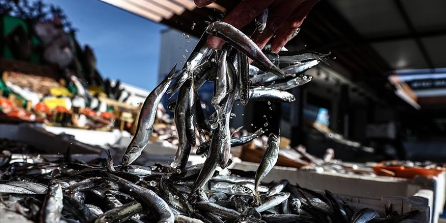 Hamsi ihracatı 2021'in iki ayında 1,7 milyon dolar kazandırdı