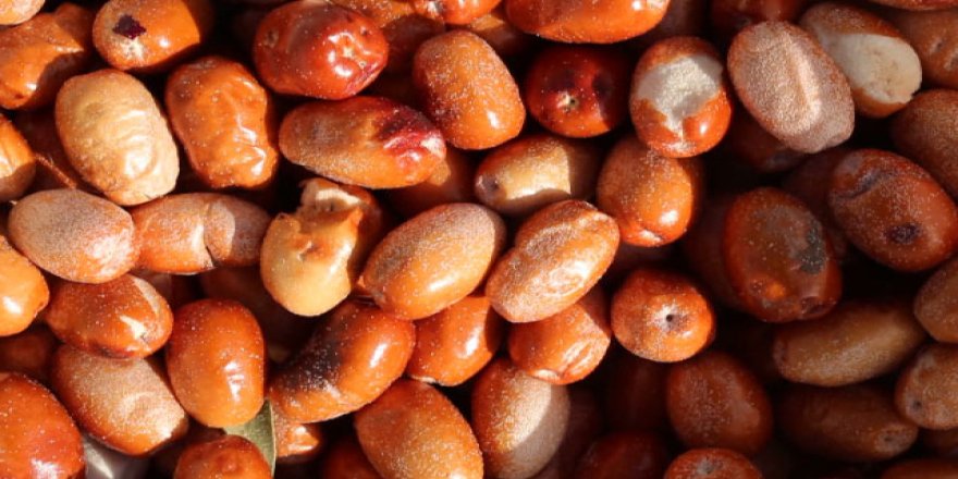 Vitamin deposu iğde meyvesi, bağışıklık sistemini güçlendiriyor