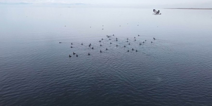 Konya'nın göllerinde su kuşlarının sayımı tamamlandı