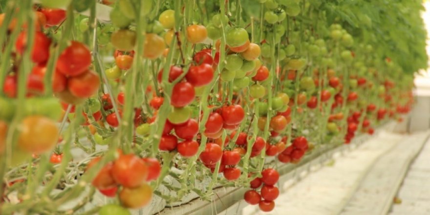 Pandemi döneminde topraksız tarıma ve domatese ilgi arttı