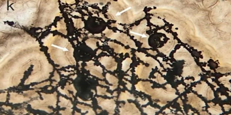 Çin’de 635 milyon yıllık mikrofosil bulundu