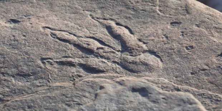 Heyecanlandıran keşif! 4 yaşındaki çocuk buldu