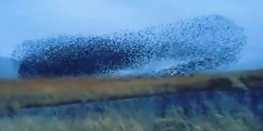Sığırcık kuşlarından görsel şölen: Binlercesi bir araya geldi