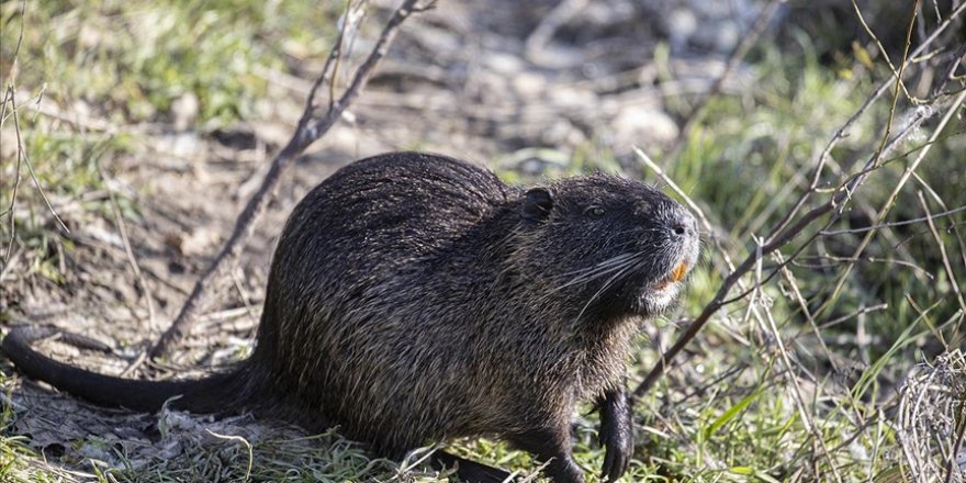 Ana vatanları Güney Amerika olan su maymunlarının Trakya'daki habitatı genişliyor