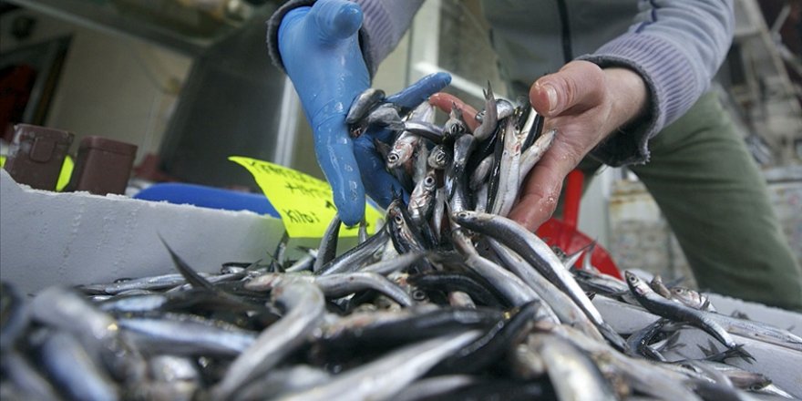 Hamsi ve çinekopta bereket bekleniyor