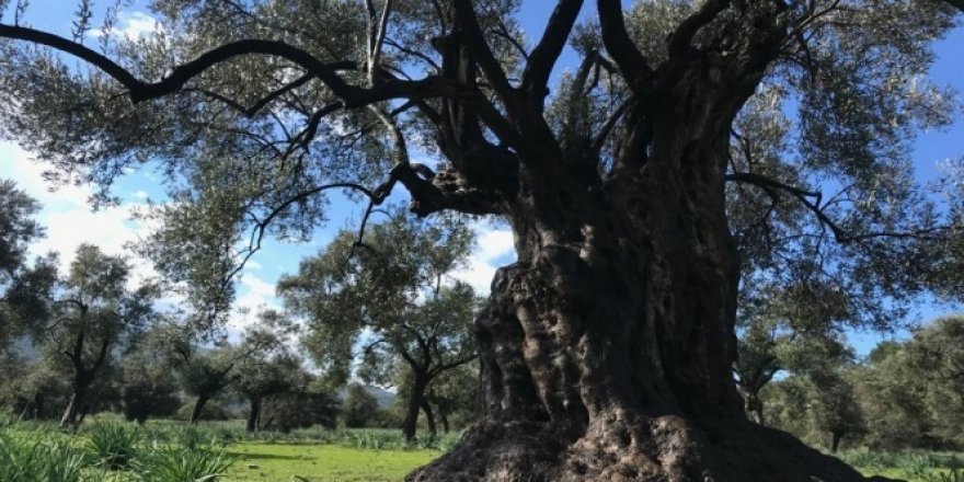 Hobi amaçlı satın aldığı tarlanın içindeki zeytin ağacı 3200 yıllık çıktı