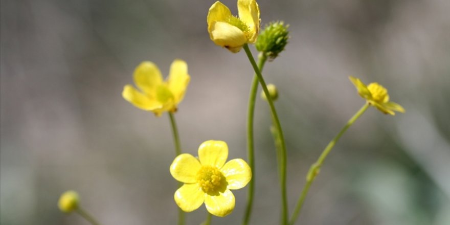 Tuz Gölü havzasında yeni bitki türü keşfedildi