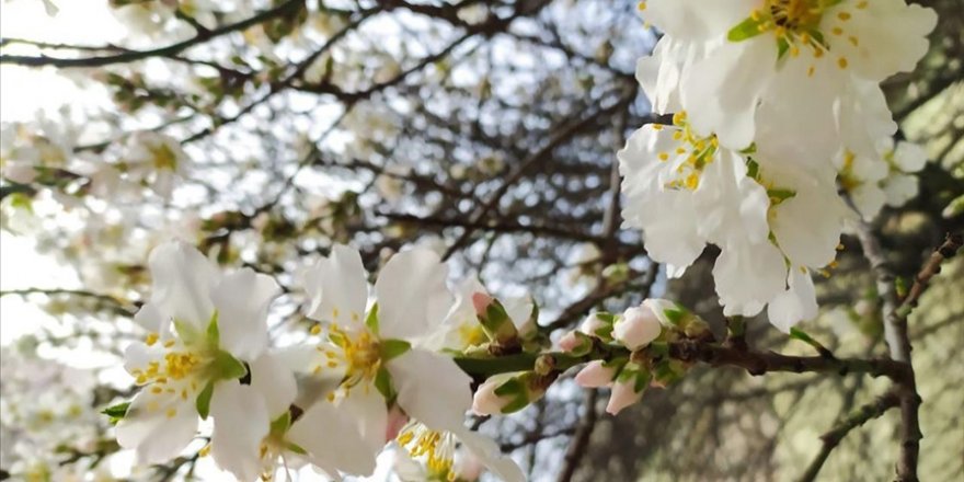 Edirne'de artan hava sıcaklığına aldanan bazı meyve ağaçları çiçek açtı
