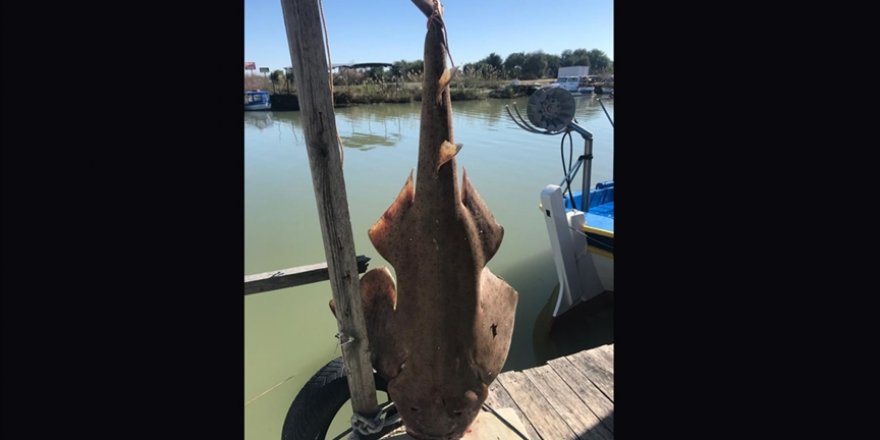 Nesli tükenme tehlikesi altındaki keler balığı Antalya'da yakalandı