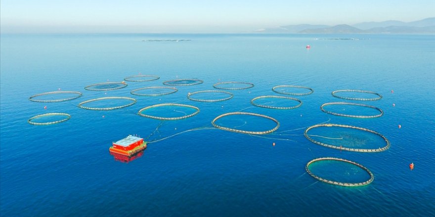 Su ürünleri ihracatında Türk somonunun yıldızı parlıyor