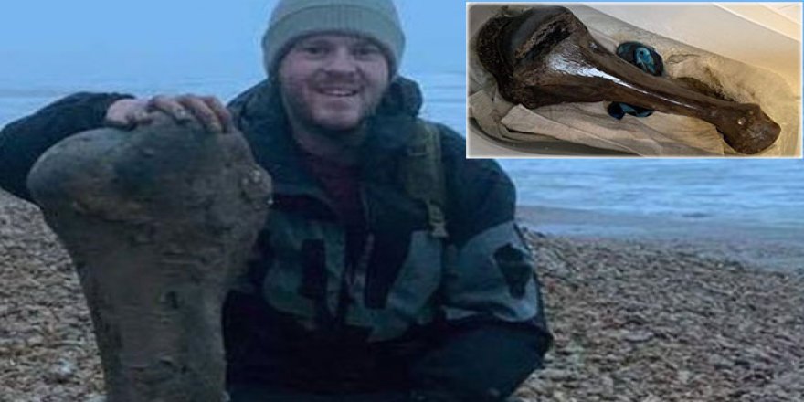 İngiltere'de 125 bin yıl öncesine ait fil fosili bulundu