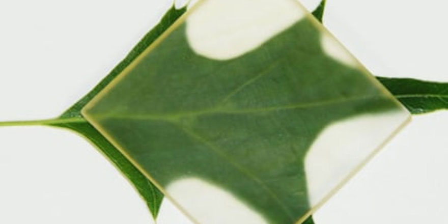 Ahşabı cam gibi şeffaf ancak daha güçlü ve daha iyi yalıtımlı hale getirdiler