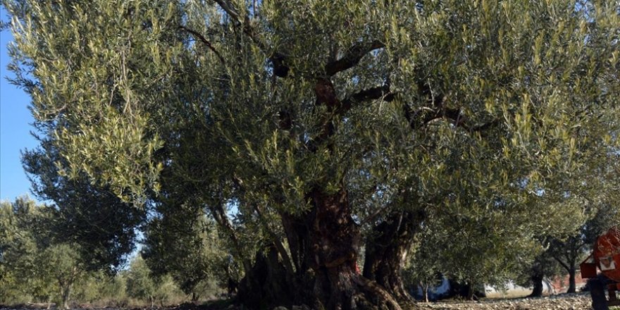 Anıt zeytin ağaçlarına sahip Soma zeytincilikte atağa geçiyor