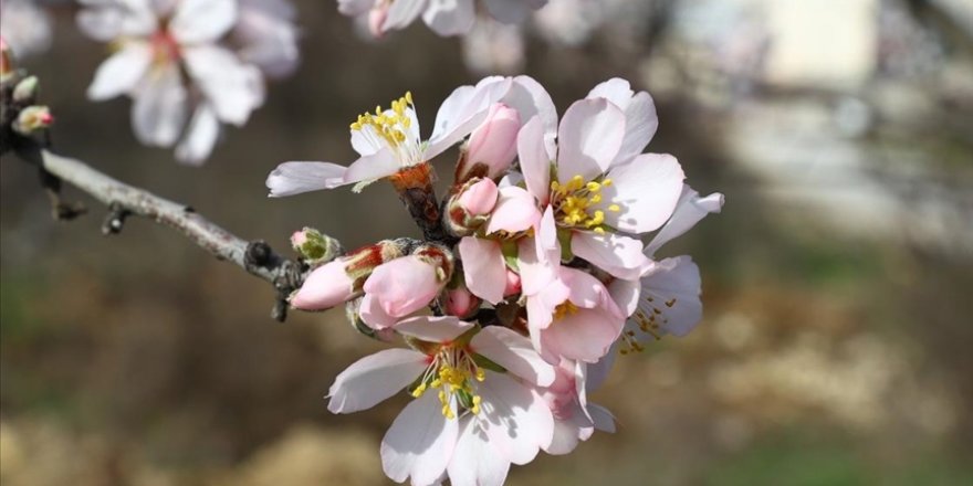 Kış ortasında ağaçlar çiçek açtı