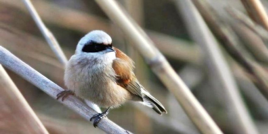 Hersek Lagünü'nde yeni bir kuş türü daha görüldü