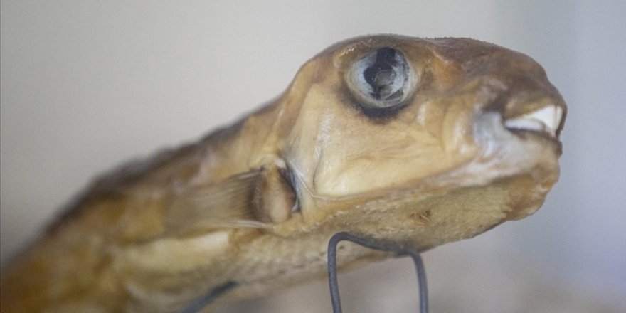 ÇÜ Acil Tıp Anabilim Dalı Başkanı Prof. Dr. Ahmet Sebe'den 'balon balığı yemeyin' uyarısı