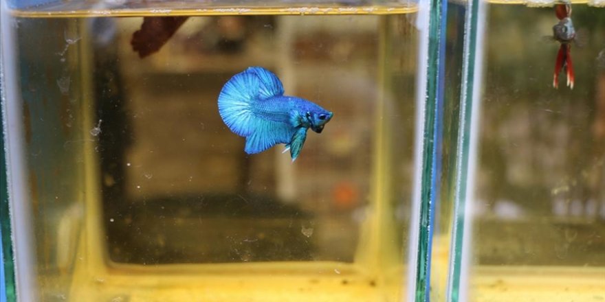 Endonezya'da göz alıcı renklere sahip Betta balıkları yarışma için 'kuaförde' güzelleşiyor