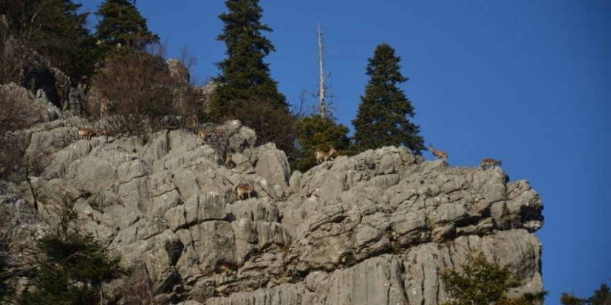 Toroslar'ın dağ keçileri sarp kayalıklarda görüntülendi