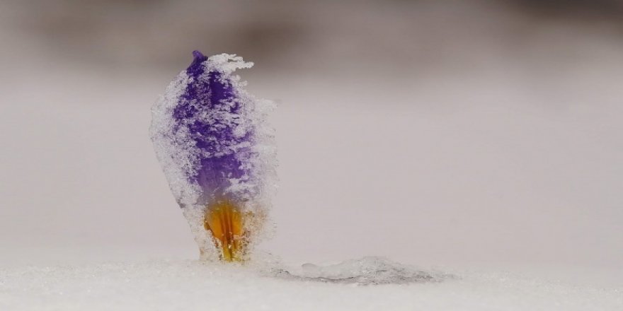 Bu çiçeği koparmanın cezası 80 bin lira oldu